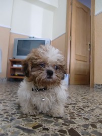 koko